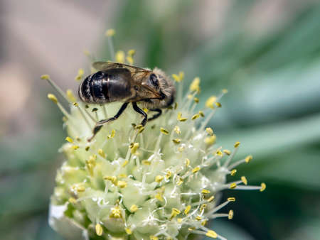 honey bee pollinates flowering onions in the garden, macroの写真素材