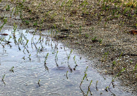 puddle on the sandy shore of the lake during the rain, circles from drops are visible