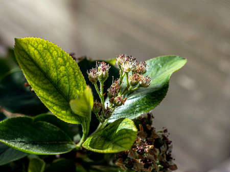 buds of black mountain ash a plant with the Latin name Aronia melanocarpa