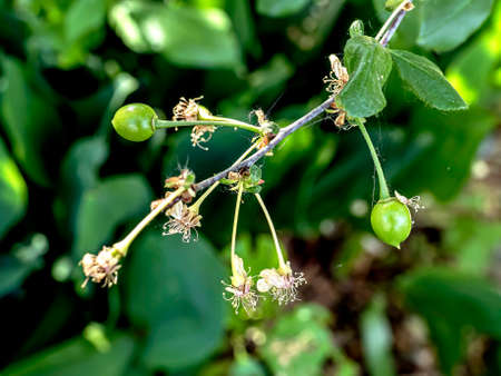 unripe green cherry fruits on a branch in the garden, macroの写真素材