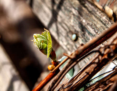 first tender green leaves on the vine, macroの写真素材