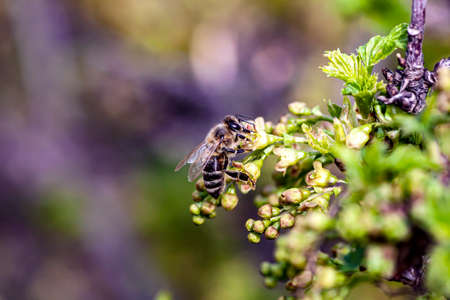 bee collects nectar from flowering currant bushes in the garden, macro