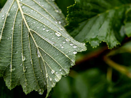 raindrops on leaves in cloudy rainy weather, macro, narrow focus area