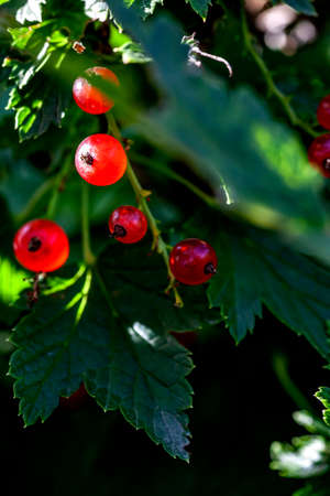 bright red single currant berries on a bush in the garden, the berries are illuminated by the sun...