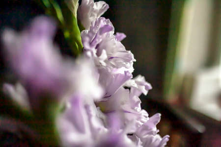 delicate romantic light purple gladiolus in a vase on the table, soft focusの写真素材