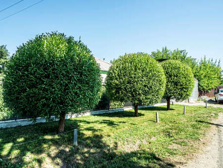 trees trimmed in the shape of balls on a blurred natural background in summer