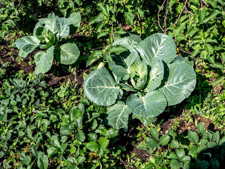 white cabbage grows in the garden, the beginning of summer, the heads have not yet been formedの写真素材