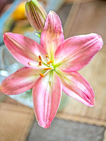 delicate fresh light purple lilies in a vase on the table, soft focus, narrow focus areaの写真素材