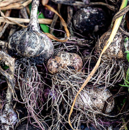 dirty garlic collected from the garden with roots and stems, lies on the table, macro