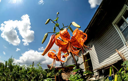 bright delicate orange tiger lily in the garden on a blurry natural background, fisheye lensの写真素材