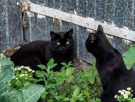 Two black cats were lying in the grass in the gardenの写真素材