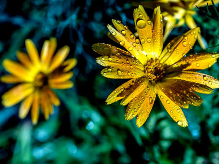 flower of calendula with dew drops in morning sunlightの写真素材