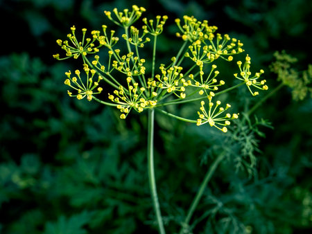 yellow umbrellas of flowering dill, plants with the Latin name Anethum graveolensの写真素材