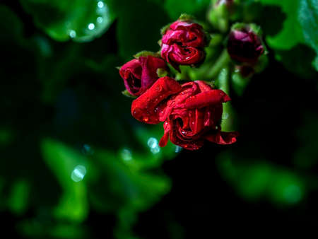terry red geranium in the garden with morning dew drops, macro