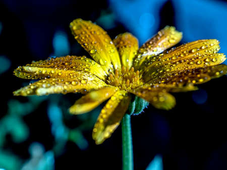 flower of calendula with dew drops in morning sunlightの写真素材