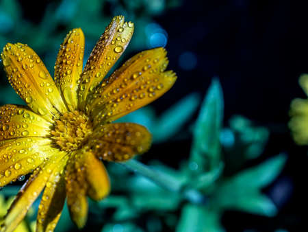 flower of calendula with dew drops in morning sunlightの写真素材