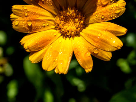 flower of calendula with dew drops in morning sunlightの写真素材