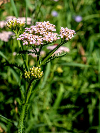 medicinal herb yarrow on a natural green backgroundの写真素材