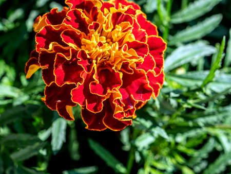 fresh red marigolds on a flower bed in the gardenの写真素材