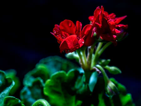 terry red geranium in the garden with morning dew drops, macroの写真素材