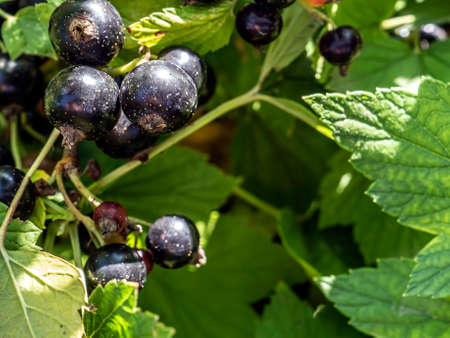 sweet fresh shiny ripe black currant on a bush in the gardenの写真素材