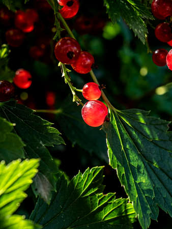 bright red currant on a bush in the garden, the berries are illuminated by the sun and glow from the...