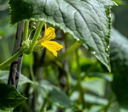 bright yellow cucumber flowers in a greenhouse, on a natural backgroundの写真素材