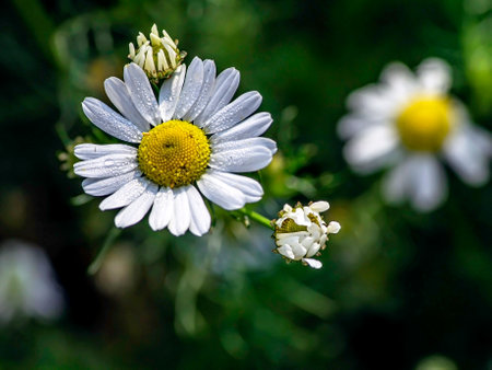 fresh white chamomile with morning dew drops in the gardenの写真素材