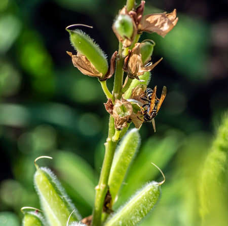 dangerous wasp is sitting on a dried flower in the garden