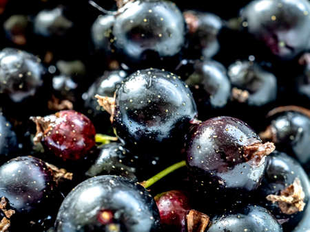 shiny black currant berries in a plate, macro, anthracite shineの写真素材