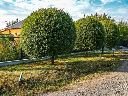 trees trimmed in the shape of balloonsの写真素材