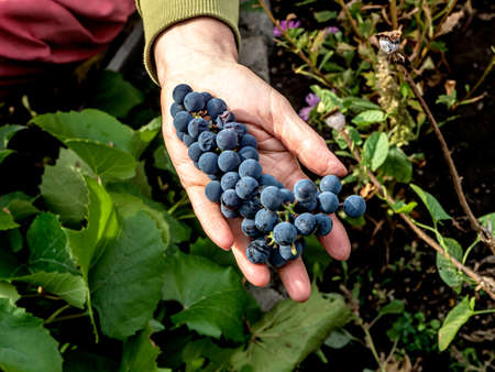 a brush of purple grapes in a man's hand