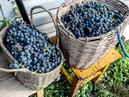 baskets with harvested grapes near the grape bushの写真素材