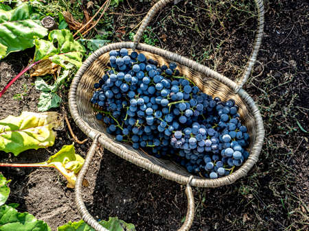 basket with harvested grapes near the grape bush