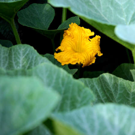 bright fresh fluffy yellow zucchini flower in the garden among the greeneryの写真素材