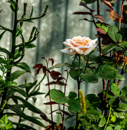 fading cream rose in a vase on a blurry backgroundの写真素材