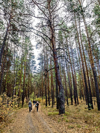 group of tourists walks along a forest path through an autumn pine forestの写真素材