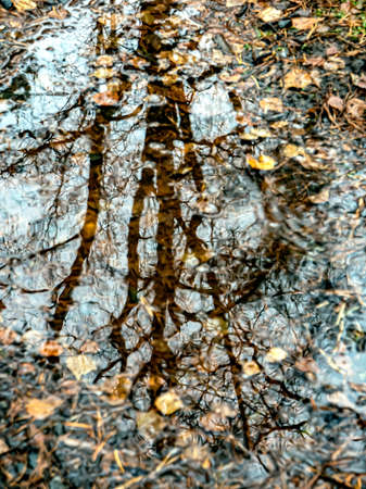 trees are reflected in an autumn puddleの写真素材