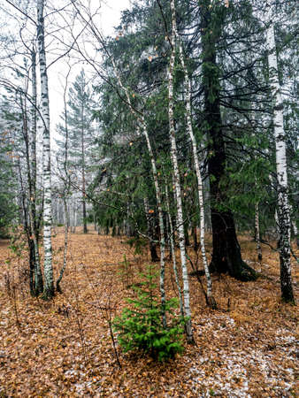 wet trees in rainy and foggy weatherの写真素材