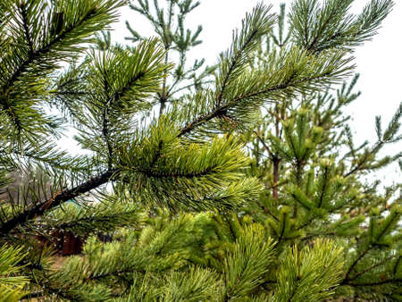 spruce branch with raindrops in autumn in inclement weather