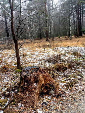 old collapsing stump in the autumn forest