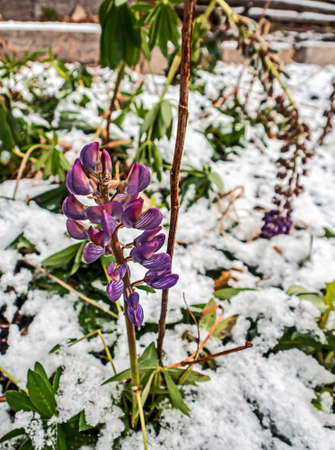 autumn flowers on the background of snowの写真素材