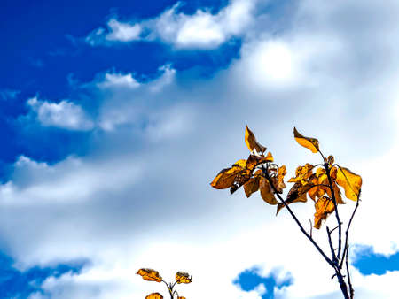 colorful autumn leaves on the sky backgroundの写真素材