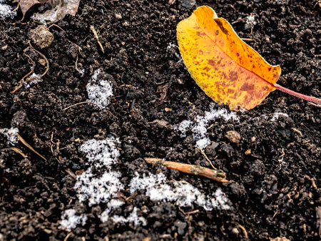 colorful autumn leaves on the bare groundの写真素材