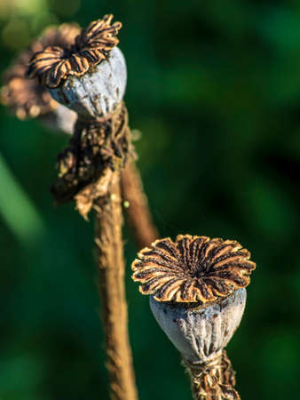 dry boxes with poppy seeds on stems in the gardenの写真素材