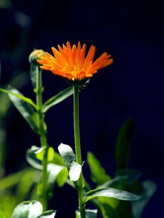 fresh delicate yellow calendula flowers in the garden on a blurred natural background, a narrow focus areaの写真素材