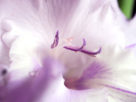 fresh light purple gladiolus in a vaseの写真素材
