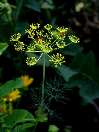 yellow umbrellas of flowering dill, plants with the Latin name Anethum graveolens, macro