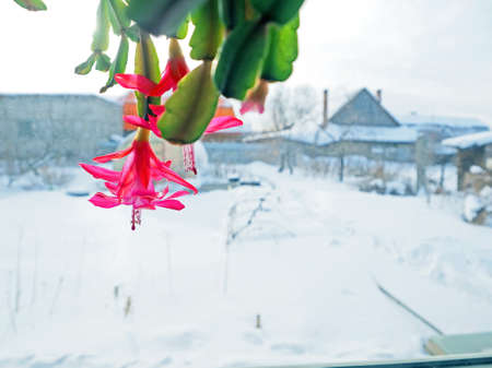 pink Christmas cactus flower with the Latin name Schlumberger on the windowsill against the background of a winter rural landscape, snowy cold weather outside the windowの写真素材