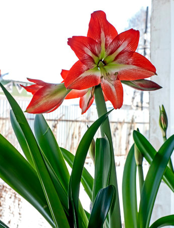 gentle beautiful large red Amaryllis flowers on the windowsill